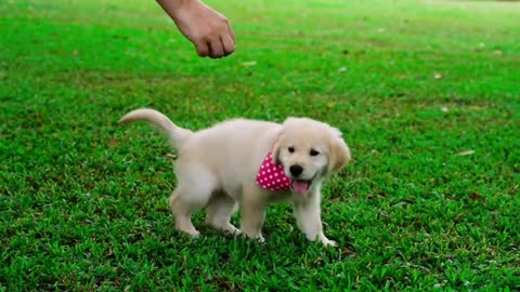 Cute animals compilation. Beauty of animals. #dogs #cats #animals lover