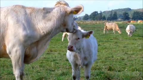 British White Cattle - Attractive Docile Grazers.mp4