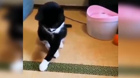 Funny Cat Video