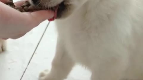 Cute puppy video