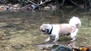 Small white dog in shallow river