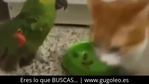 videos whatsapp ANIMALES LOCOS GRACIOSOS