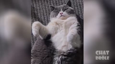 Watch One Of The Best Funny Cat Videos