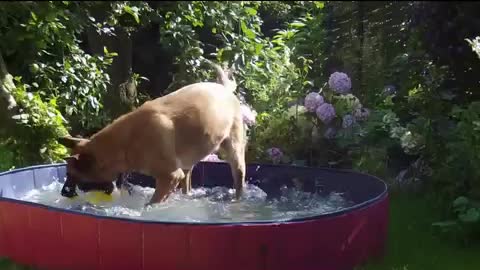 Malinois is playing with the crazy egg in the doggy pool