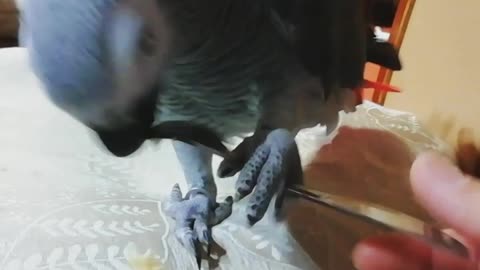 Parrot elegantly eats a banana while using a fork