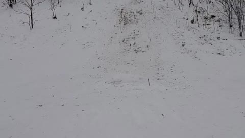 Tobogganing fun