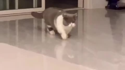 Cute Cat Meows While Walking Like A Boss: Try Not To Laugh Or Chuckle