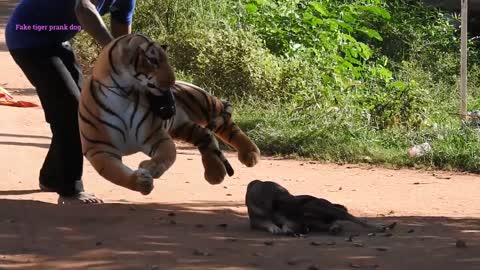 Fake Tiger Prank Dog