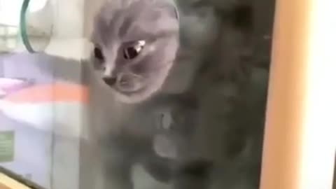 Cute kitten on a spectacular escape