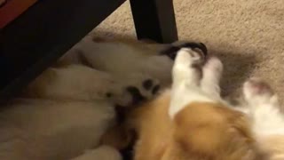 Corgi Speak