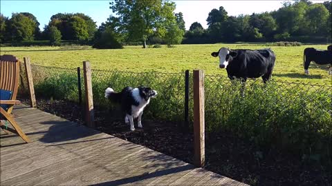 Border Collie meets cow, instant friendship ensues