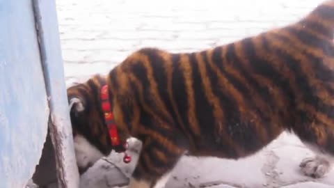 The dog has a tiger's coat