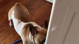 The French bulldog opens and closes the shoe closet