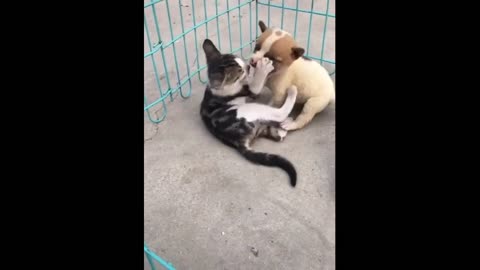 Cats vs dogs Funny pets funny videos