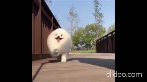 Pomeranian Run snowball