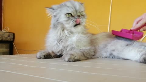 Fluffy cat enjoys getting groomed