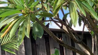 Red Vented Bulbul and Babies