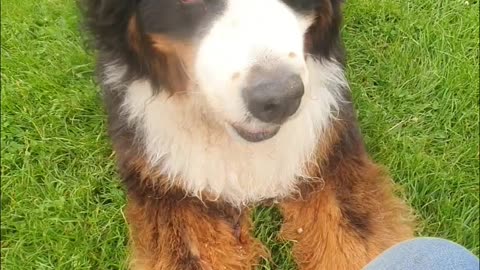 Bernese Mountain Dog keeps asking for more treats