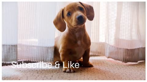 Cute funny dog video wiener dog