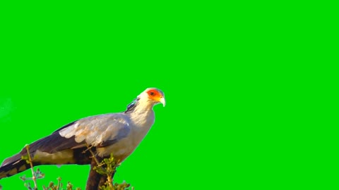 white eagle green screen HD video