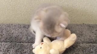 Adorable Kitten Plays With Teddy Bear Best Friend