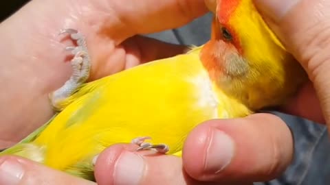 Bird Lays Back Into Hand for a Cuddle