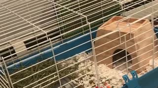 Guinea pig freaking out in cage