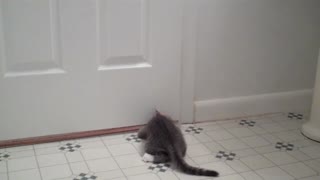 Curious Kittens Lock Themselves in Bathroom