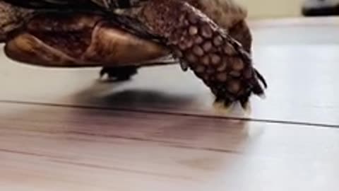 Pet Tortoise loves to be filmed. Runs to camera