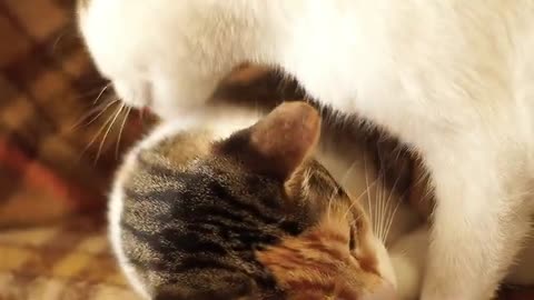 Greek 🙀 Cat Daily Life - Mother Cat take care of her Daughter