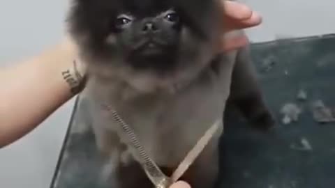 Talent Dog dance while getting a haircut