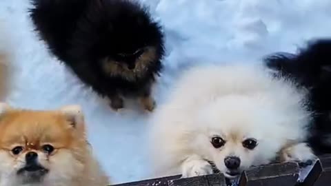 Puppies reaction to seeing its owner for the first time