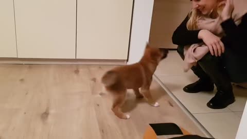 puppy can't contain his excitment when owner come home