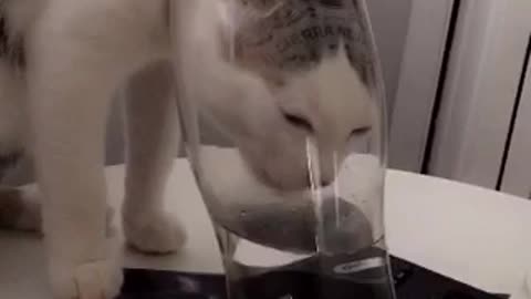 Really bitch cat drinks water