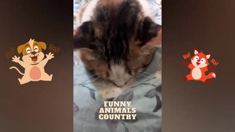Funny animal videos part 5