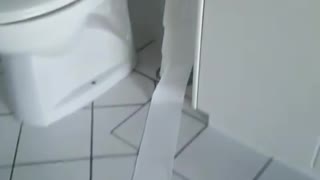 Grey cat ashamed toilet paper