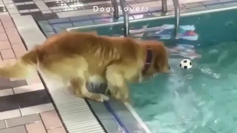 Dog trying to take the ball after he fell in the pool with difficulty.