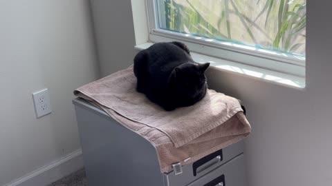 Adopting a Cat from a Shelter Vlog - Cute Precious Piper Enjoys Meditating in Her Spa