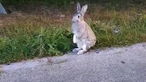 City rabbit
