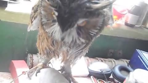 Owl Gets a Squirt Bottle Bath