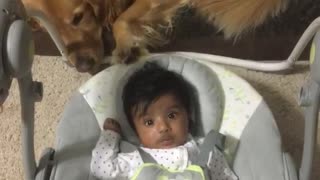 Red labrador pushes baby back and forth in white crib