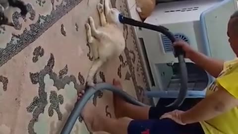Unique cat loves to be vacuumed every morning
