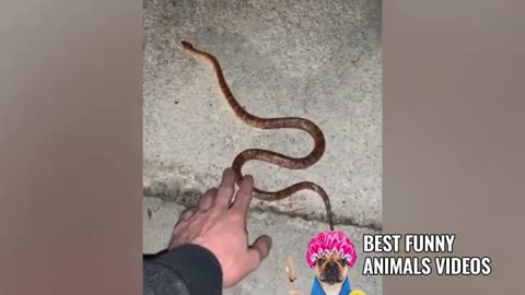 funny snake compilation 2021