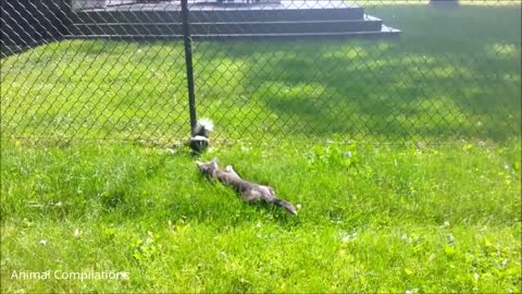 Baby Skunks Trying To Spray - So Funny To Watch :D