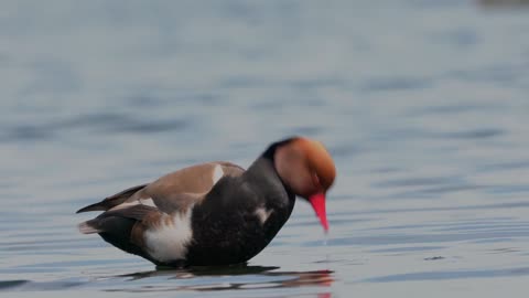 Watch the mandarin duck swimming with beautiful musicians