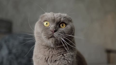 Funny Dramatic Cat Stare | Funny Animals
