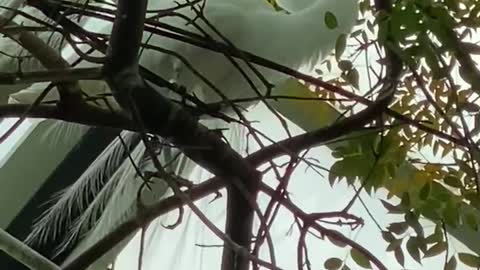 1-min beautiful white bird is building a nest