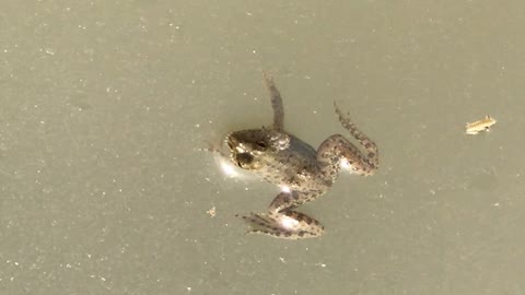 A small frog is getting rest on water and enjoying sunshine