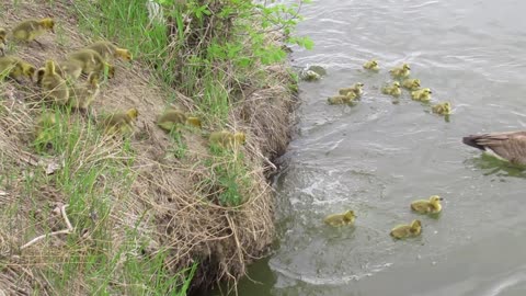 Baby Goslings Make a Big Jump and Plop Into Water