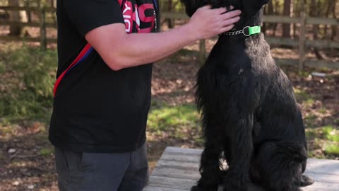 Can You Use a Giant Schnauzer as a Police Dog?